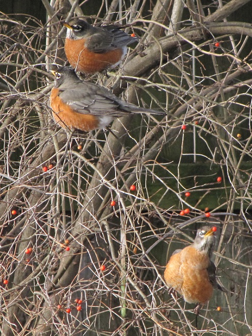 American Robins consuming Common Winterberry fruits.
