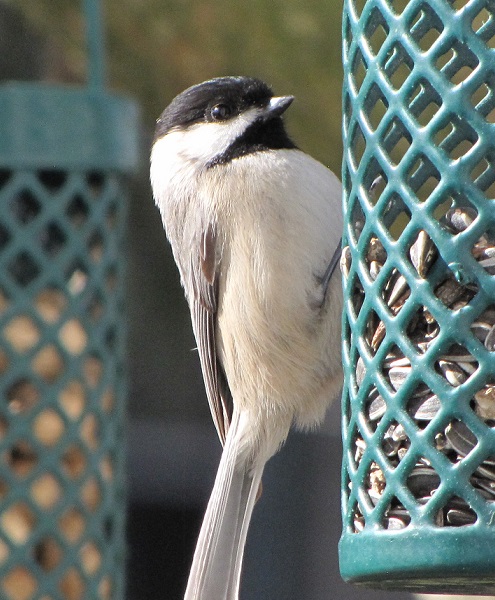 A Carolina Chickadee preparing to pluck a sunflower seed from a tube feeder.