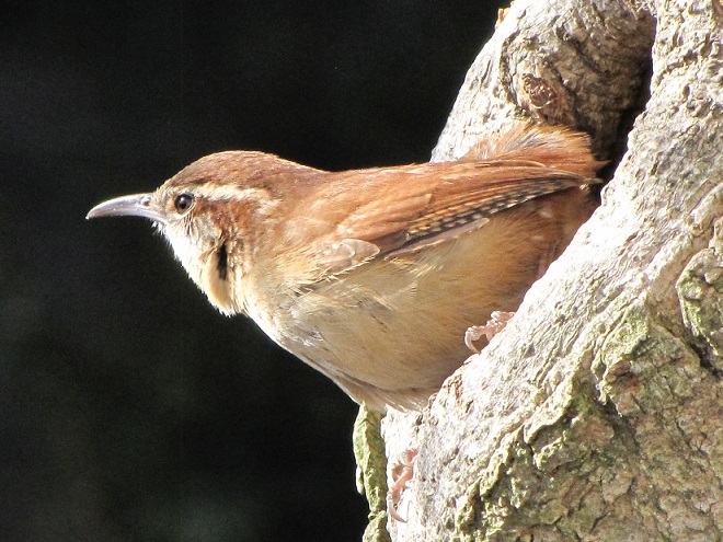 A Carolina Wren investigates a tree cavity, a potential nest site.