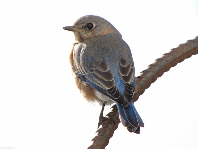 A female Eastern Bluebird.