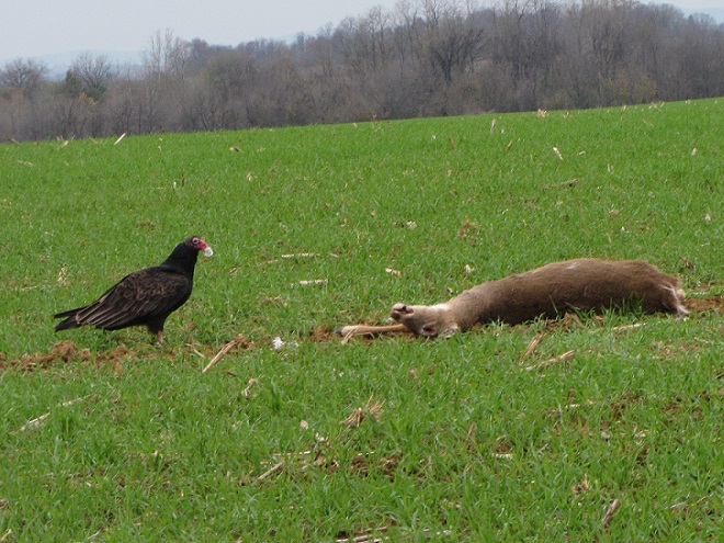Turkey Vulture and White-tailed Deer