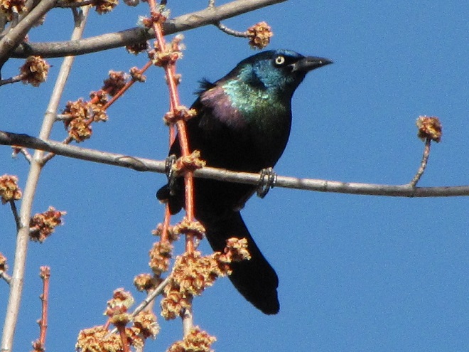 A Common Grackle in a maple tree that is starting to flower.