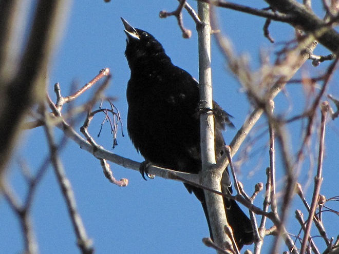 A male Red-winged Blackbird singing near a small patch of cattails. 